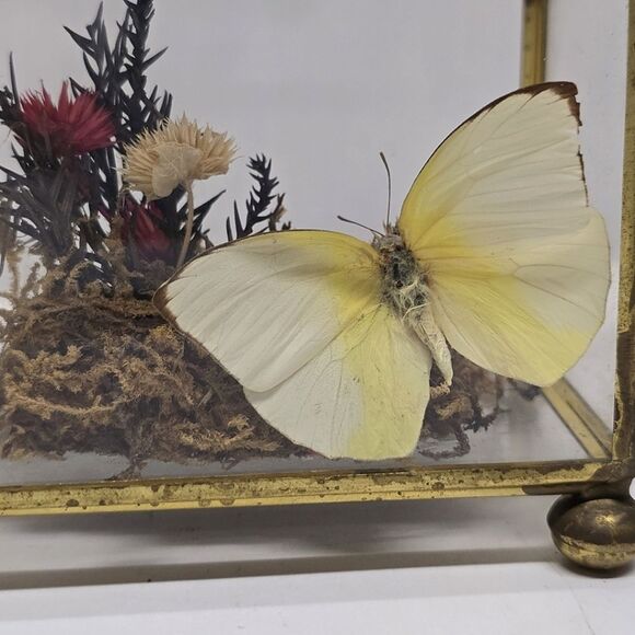 Vintage Taxidermy Butterfly Dried Flowers Terrarium Diorama Glass Display Case - Picture 5 of 8